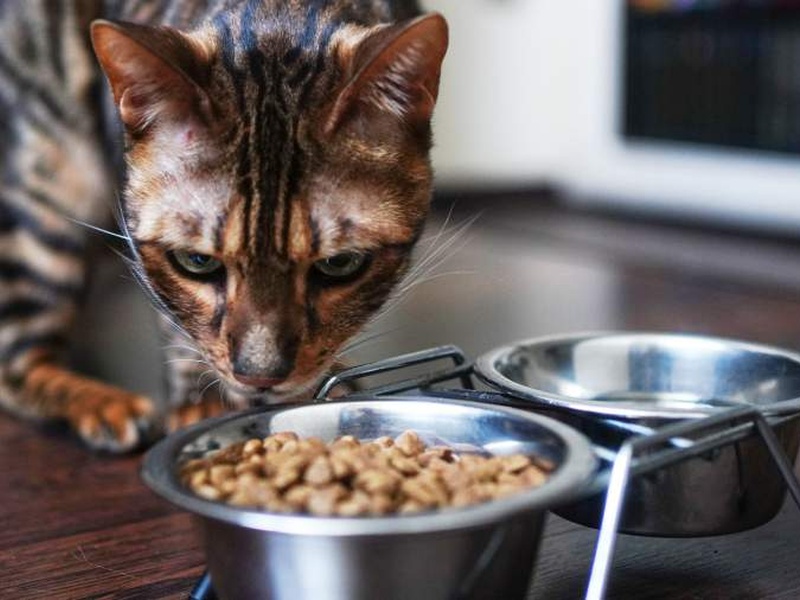 В кота корм: второй крупный агрохолдинг выходит на рынок корма для домашних животных
