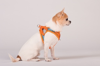 Шлейка-жилетка мягкая + поводок для собак КАСКАД XXS оранжевая (150 см/25-31 см)