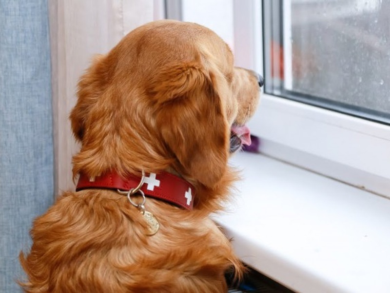 Калининградский завод по производству кормов для собак и кошек планирует расширить поставки в другие регионы России