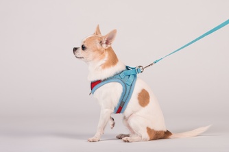 Шлейка-жилетка мягкая + поводок для собак КАСКАД XXS голубая (150 см/25-31 см)