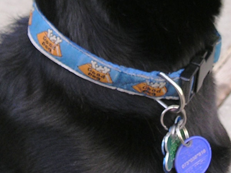 Владельцев животных ждут ошейники и бирки