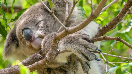 Газета The Washington Post сообщила, что старейший и крупнейший заповедник и зоопарк коал в Австралии &mdash; Lone Pine Koala Sanctuary &mdash; прекратил практику объятий с этими животными для посетителей.

Это решение было принято после многочисленных обращений со стороны защитников дикой природ…