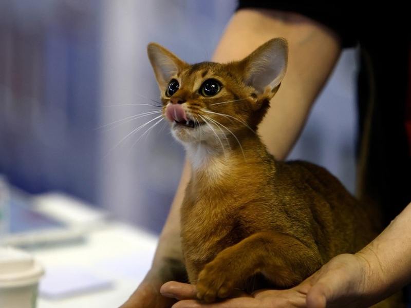 Абиссинского кота из России признали самым красивым в мире: Фото "Румяного" кота показала Всемирная федерация