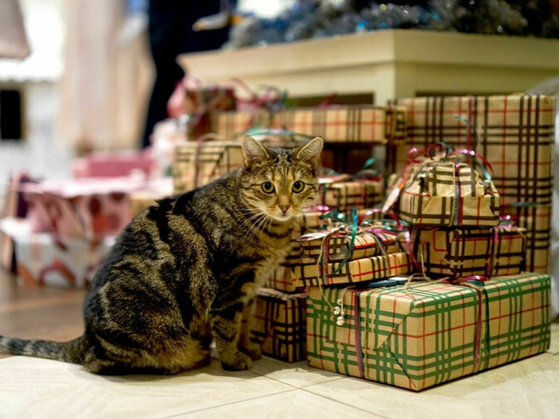 Путешествия, питомцы и сладости: как менялись новогодние желания россиян