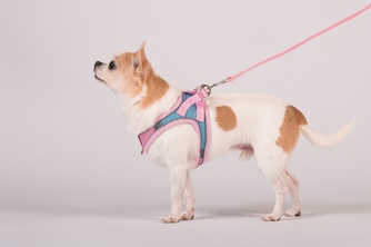 Шлейка-жилетка мягкая + поводок для собак КАСКАД XS розовая (150 см/31-41 см)