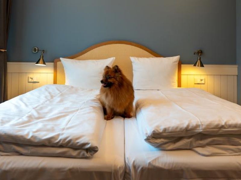 Роскачество выдало первый в Петербурге сертификат pet-friendly отелю