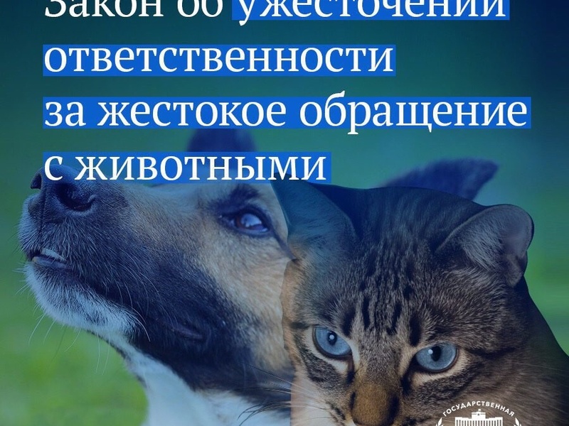 Россия ужесточит ответственность за обращение с животными