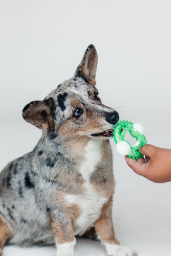 Игрушка для собак MARLI Кольцо (10 см)