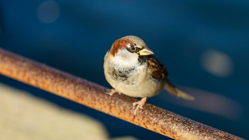 Популяция домовых воробьев (Passer domesticus) в последнее время сокращается во многих странах, включая Россию, Северную Америку и Индию. Орнитологи связывают это с различными экологическими и антропогенными факторами.

Одной из основных причин снижения численности воробьев стало значительное уме…