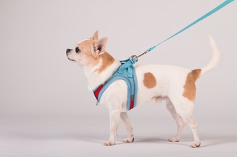 Шлейка-жилетка мягкая + поводок для собак КАСКАД XS голубая (150 см/31-41 см)