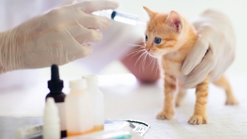 




    
        
            



    
        
            
        
        
            
        
    

        
    
    
        
            
                Первая в России отечественная поливалентная вакцина для кошек от инфекционных заболеваний и бешенства, разработанная учеными Федеральн…