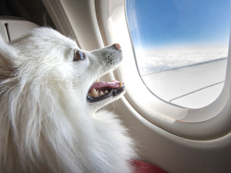 «Аэрофлот» добавит сервис по предпроверке документов питомцев
