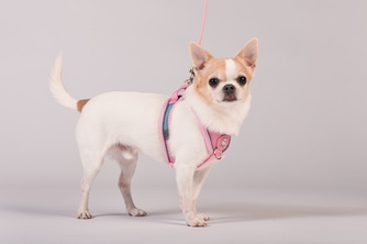 Шлейка-жилетка мягкая + поводок для собак КАСКАД XXS розовая (150 см/25-31 см)