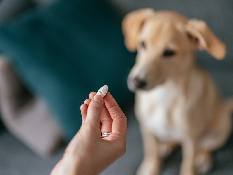 Производитель «Бравекто» хочет возобновить поставки препарата в Россию