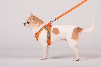 Шлейка-жилетка мягкая + поводок для собак КАСКАД XS оранжевая (150 см/31-41 см)